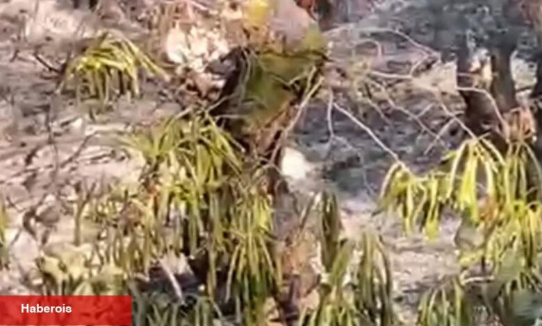 Düzce’de orman yangını korkuttu! - Haberois Düzce’de orman yangını korkuttu!