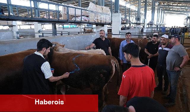 İnegöl Çağdaş Hayvan Pazarı Beşinci Defa Bayram Sevinci Yaşattı - Haberois İnegöl Çağdaş Hayvan Pazarı Beşinci Defa Bayram Sevinci Yaşattı