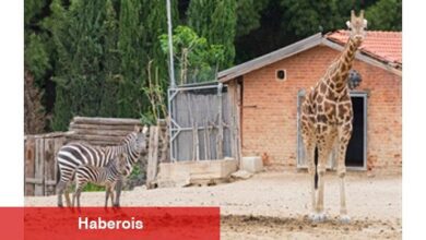 İzmir Doğal Hayat Parkı bayramda ziyaretçileri bekliyor