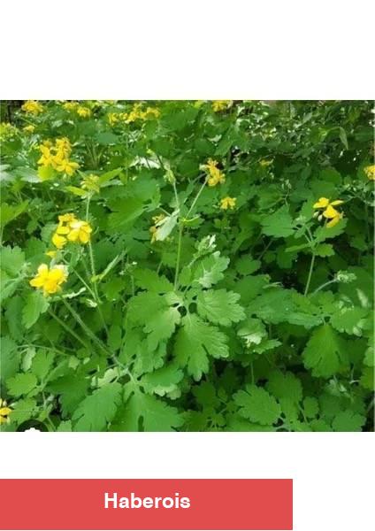 Kırlangıç Otu (Chelidonium majus) ve Sıhhate Yararları