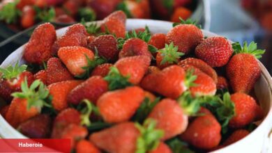 Kocaeli'de çilekte kaliteli hasat Akçat'ta başladı... Verimli birinci hasat başladı