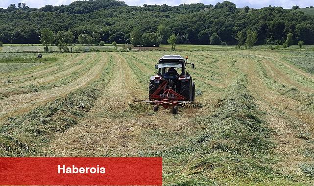 Kocaeli'nde "süt otu" hasadı başladı - Haberois Kocaeli'nde "süt otu" hasadı başladı