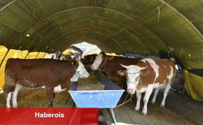 Kurban fiyatları 2025: Büyükbaş, küçükbaş kurbanlık fiyatları - Haberois Kurban fiyatları 2025: Büyükbaş, küçükbaş kurbanlık fiyatları