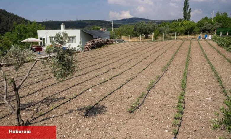 Kurbanlık hayvanların atıkları Bornova'da toprağa can oluyor