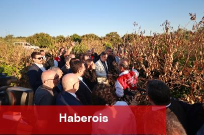 Mersin'de narenciye bahçelerine 'zirai don' incelemesi