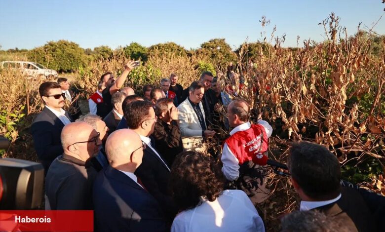 Mersin'de narenciye bahçelerine 'zirai don' incelemesi - Haberois Mersin'de narenciye bahçelerine 'zirai don' incelemesi