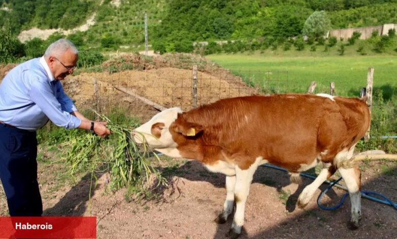 Ordu'da besicilerin yüzü güldü - Haberois Ordu'da besicilerin yüzü güldü