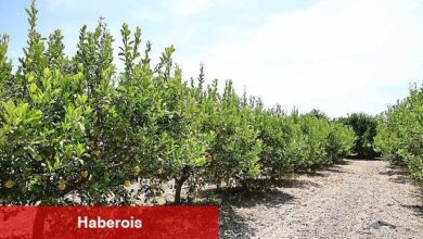 Organik atıklar toprak uygunlaştırıcı esere dönüştürüldü - Haberois Organik atıklar toprak uygunlaştırıcı esere dönüştürüldü