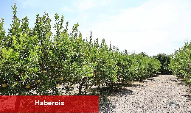 Organik atıklar toprak uygunlaştırıcı esere dönüştürüldü - Haberois Organik atıklar toprak uygunlaştırıcı esere dönüştürüldü