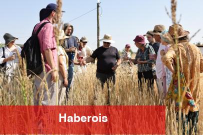 Slow Wheat Şanlıurfa 2025 coşkusu