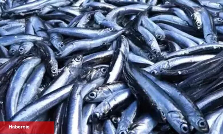 Su eserleri üretimi 2024'te azaldı, yetiştiricilik arttı... En çok hamsi avladık! - Haberois Su eserleri üretimi 2024'te azaldı, yetiştiricilik arttı... En çok hamsi avladık!