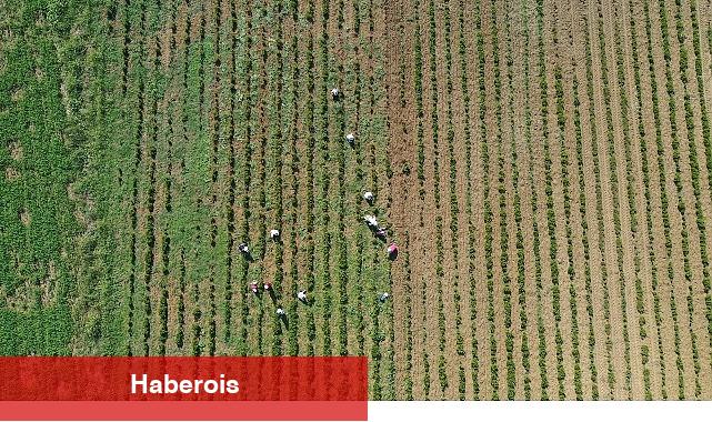 Tıbbi ve aromatik bitkilerin bahar paklığı yapılıyor - Haberois Tıbbi ve aromatik bitkilerin bahar paklığı yapılıyor