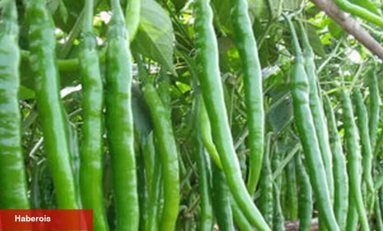 Üretici-market fiyat farkı sivri biberde yüzde 283'e ulaştı! - Haberois Üretici-market fiyat farkı sivri biberde yüzde 283'e ulaştı!