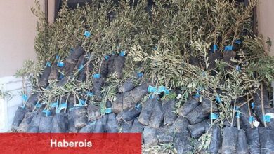 19 ilçede 2 bin üreticiye 40 bin zeytin fidanı dağıtılacak - Haberois 19 ilçede 2 bin üreticiye 40 bin zeytin fidanı dağıtılacak