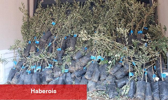 19 ilçede 2 bin üreticiye 40 bin zeytin fidanı dağıtılacak