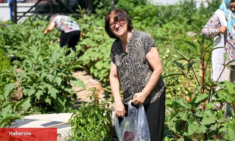 Bornova’da Kent Bostanları’nda hasat sevinci - Haberois Bornova’da Kent Bostanları’nda hasat sevinci