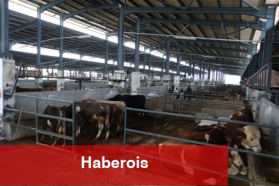 Bursa İnegöl'de hayvan pazarları 'belirsiz süre' kapatıldı