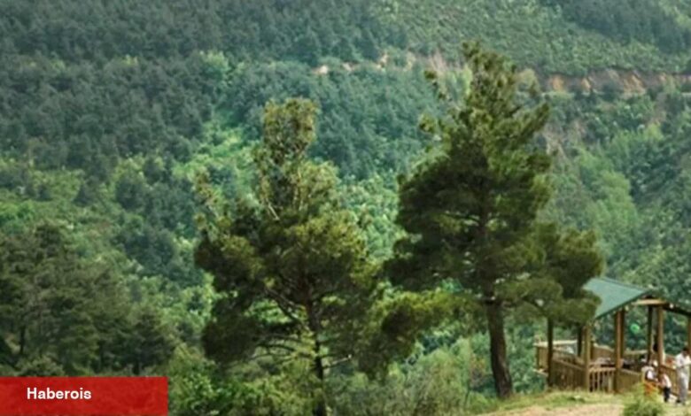 Bursa’da ormanlara giriş 15 Ekim'e kadar yasaklandı! - Haberois Bursa’da ormanlara giriş 15 Ekim'e kadar yasaklandı!