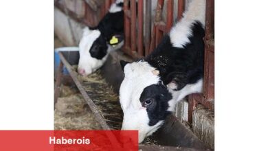 Büyükşehir'den kırsaldaki besicilere veterinerlik hizmeti