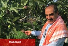 Cennet meyvesi incirler oldu ihracat seyahati başladı