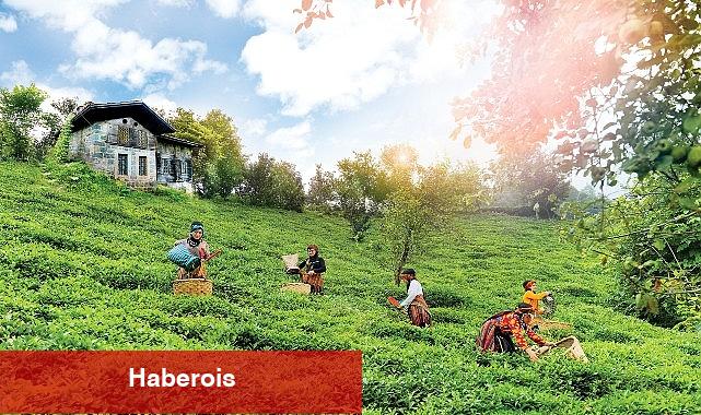 Doğuş Çay Yılda 2 Milyon Ton Tarım Eserini İktisada Kazandırıyor - Haberois Doğuş Çay Yılda 2 Milyon Ton Tarım Eserini İktisada Kazandırıyor