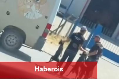 Düzce’de sokak köpeklerinin toplanma manzaraları toplumsal medyada reaksiyon çekti
