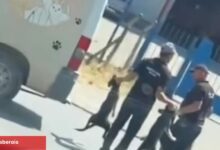 Düzce’de sokak köpeklerinin toplanma manzaraları toplumsal medyada reaksiyon çekti