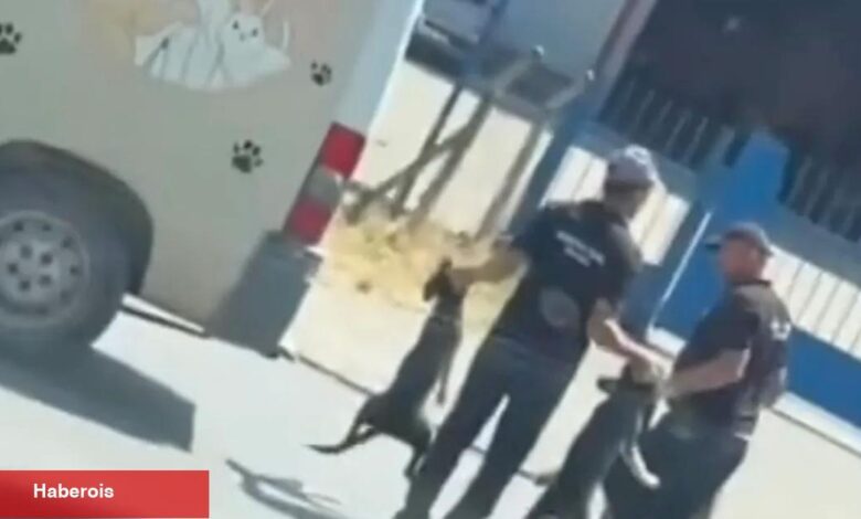 Düzce’de sokak köpeklerinin toplanma manzaraları toplumsal medyada reaksiyon çekti - Haberois Düzce’de sokak köpeklerinin toplanma manzaraları toplumsal medyada reaksiyon çekti