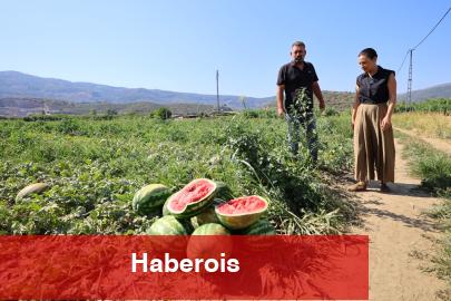 Efes Selçuk’ta karpuz tarlasında umut filizlendi! Üretici çaresiz, belediye takviyede - Haberois Efes Selçuk’ta karpuz tarlasında umut filizlendi! Üretici çaresiz, belediye takviyede