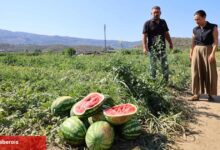 Efes Selçuk’ta karpuz tarlasında umut filizlendi! Üretici çaresiz, belediye takviyede