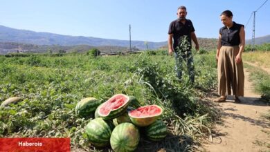 Efes Selçuk’ta karpuz tarlasında umut filizlendi! Üretici çaresiz, belediye takviyede - Haberois Efes Selçuk’ta karpuz tarlasında umut filizlendi! Üretici çaresiz, belediye takviyede