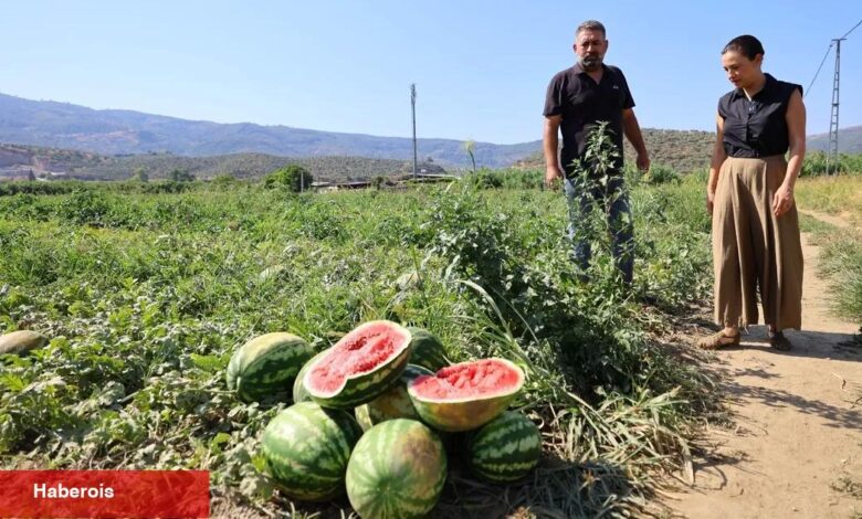 Efes Selçuk’ta karpuz tarlasında umut filizlendi! Üretici çaresiz, belediye takviyede