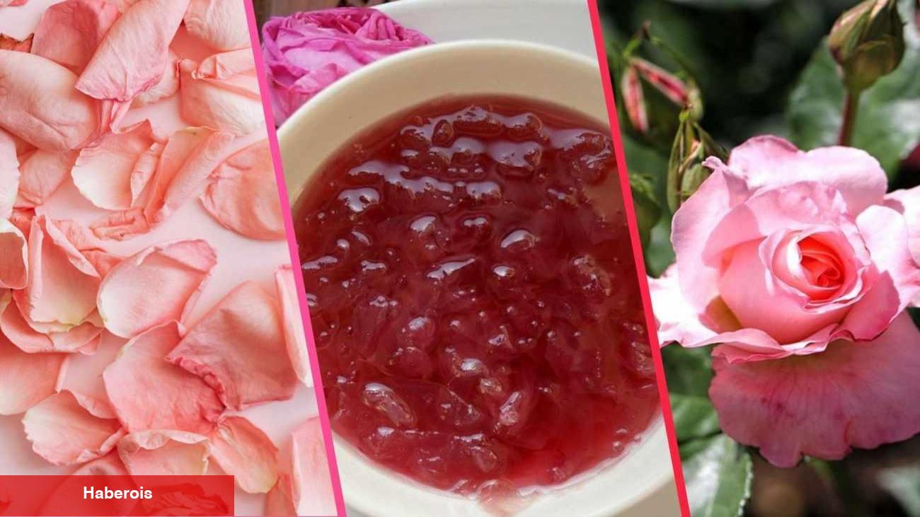 Gül reçeli yapmanın püf noktası: Gerçek gülü seçmek! Tam kıvamında gül reçeli tanımı