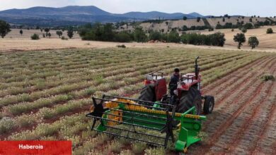 Güneysınır’da kekik hasadı: Kuraklığa dirençli tarımda yeni devir