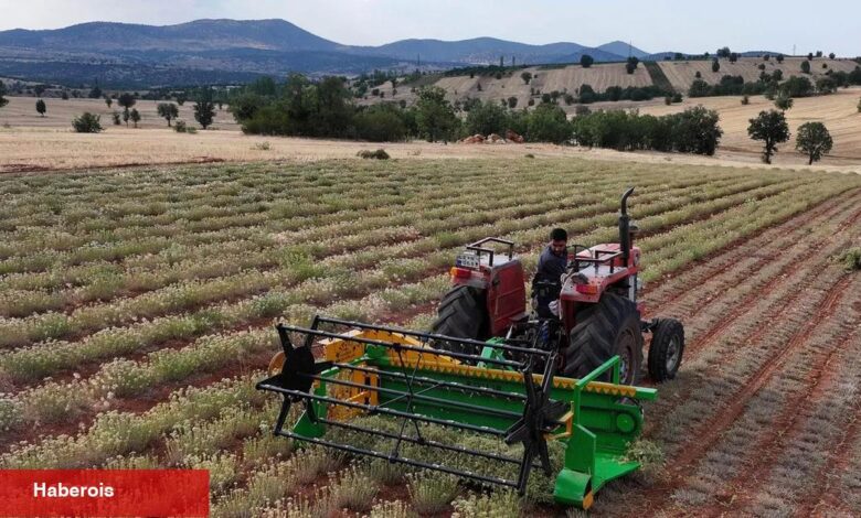 Güneysınır’da kekik hasadı: Kuraklığa dirençli tarımda yeni devir - Haberois Güneysınır’da kekik hasadı: Kuraklığa dirençli tarımda yeni devir