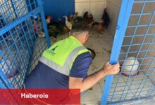 İzmir'deki yangından kurtarılan tavuklarına kavuştu