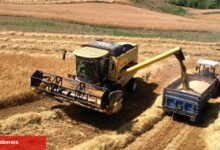 Kocaeli’de 57 bin dekarda hasat sevinci