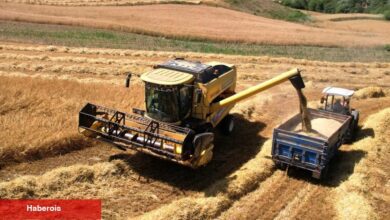 Kocaeli’de 57 bin dekarda hasat sevinci