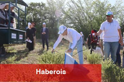 Kocaeli’de kekik hasadı başladı