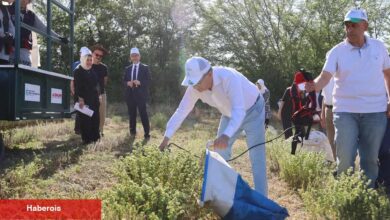 Kocaeli’de kekik hasadı başladı