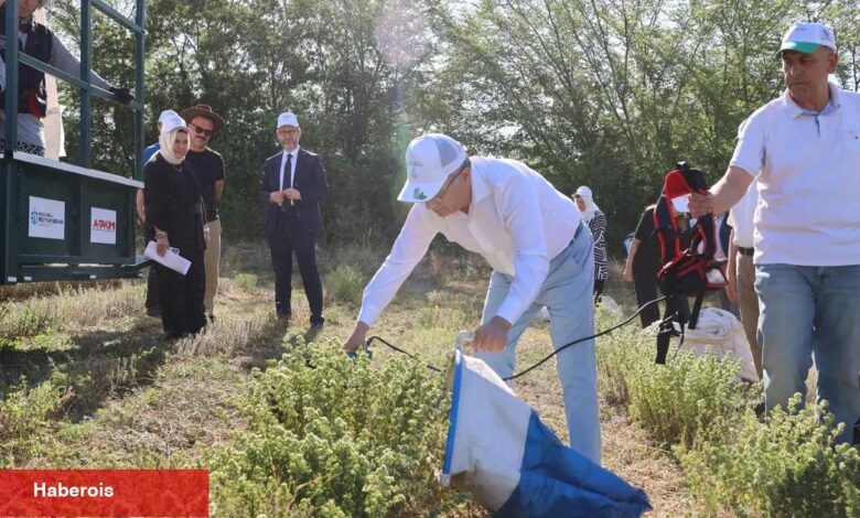 Kocaeli’de kekik hasadı başladı
