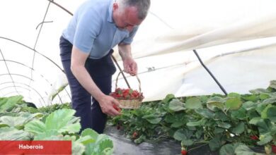 Kocaeli'de Lider Büyükakın çilek hasadına katıldı