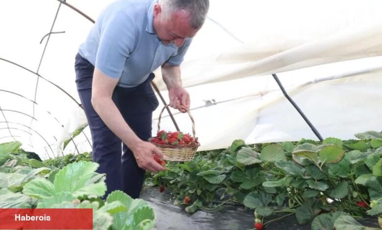 Kocaeli'de Lider Büyükakın çilek hasadına katıldı - Haberois Kocaeli'de Lider Büyükakın çilek hasadına katıldı
