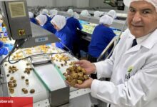 Kuru meyve bölümünde 12 şampiyonun 11’i Egeli