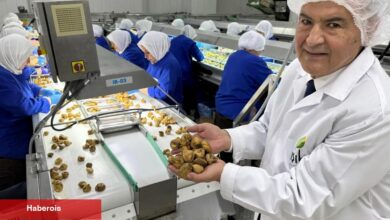 Kuru meyve bölümünde 12 şampiyonun 11’i Egeli - Haberois Kuru meyve bölümünde 12 şampiyonun 11’i Egeli