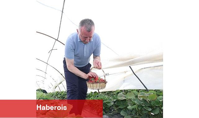 Lider Büyükakın çilek hasadına katıldı - Haberois Lider Büyükakın çilek hasadına katıldı