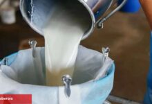 Mayıs'ta süt üretimi azaldı... Süt eserleri üretimi arttı