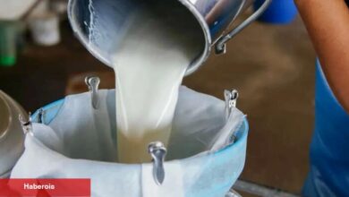 Mayıs'ta süt üretimi azaldı... Süt eserleri üretimi arttı
