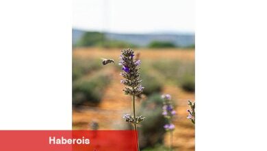 Milas Belediyesi Lavanta Hasadı Gerçekleştirdi