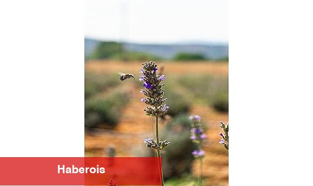 Milas Belediyesi Lavanta Hasadı Gerçekleştirdi - Haberois Milas Belediyesi Lavanta Hasadı Gerçekleştirdi